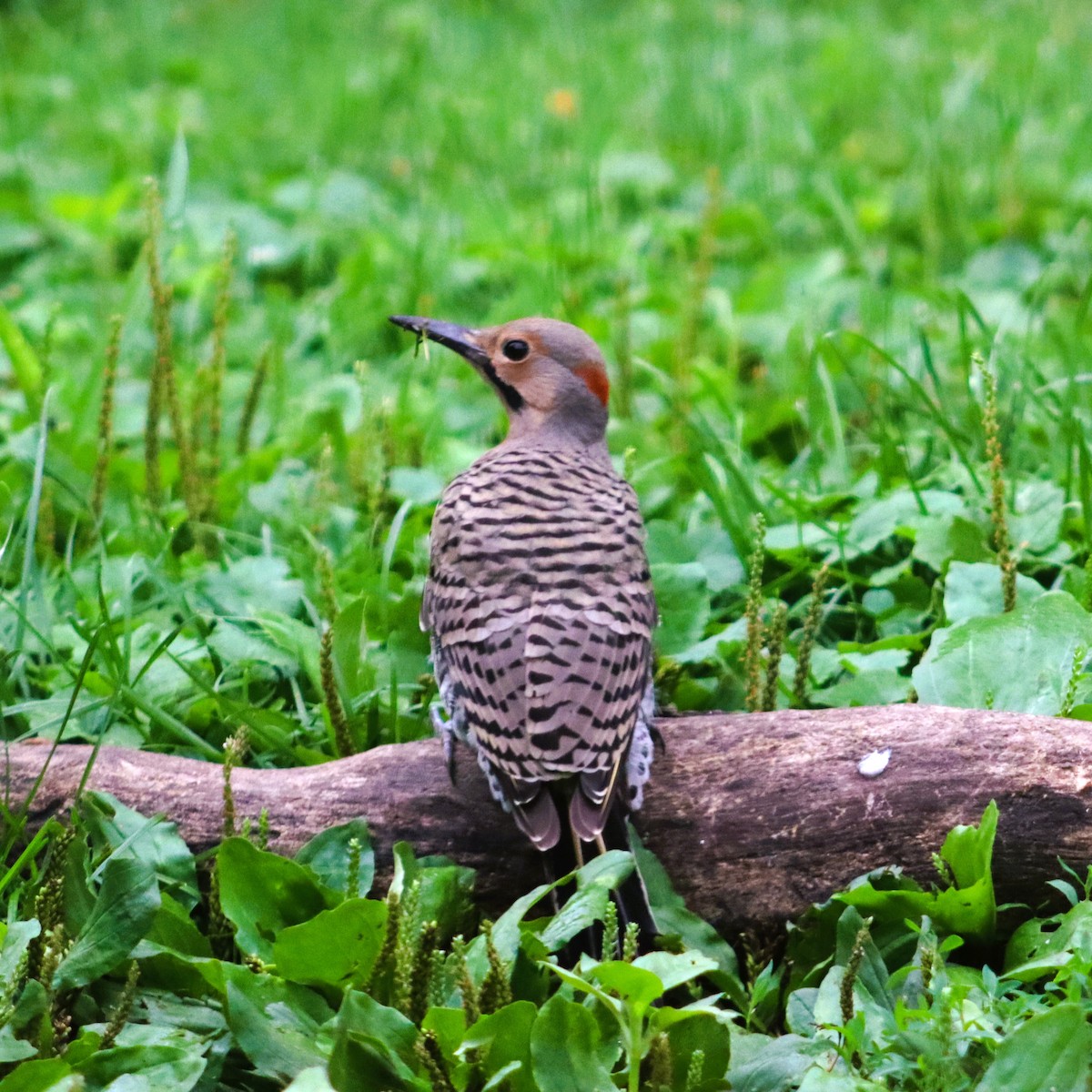 Northern Flicker - ML621885442