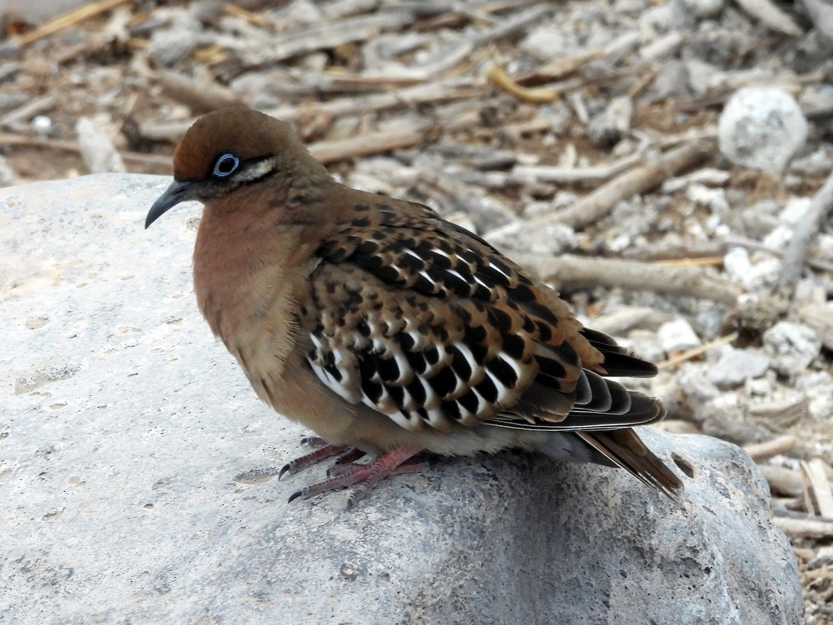 Galapagos Dove - ML621885446