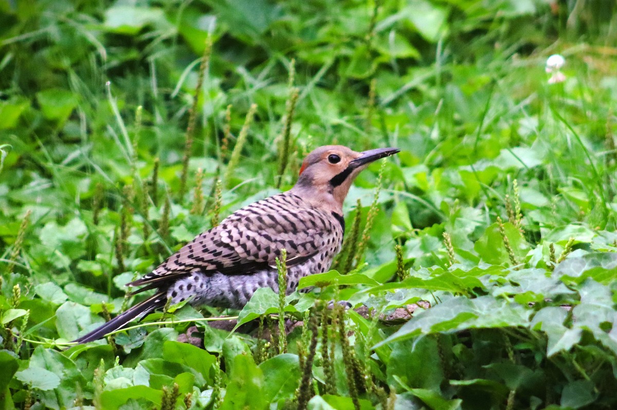 Northern Flicker - ML621885449