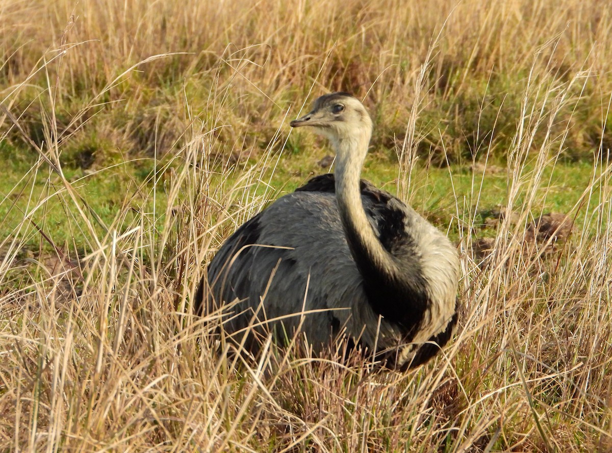 Greater Rhea - ML621885450