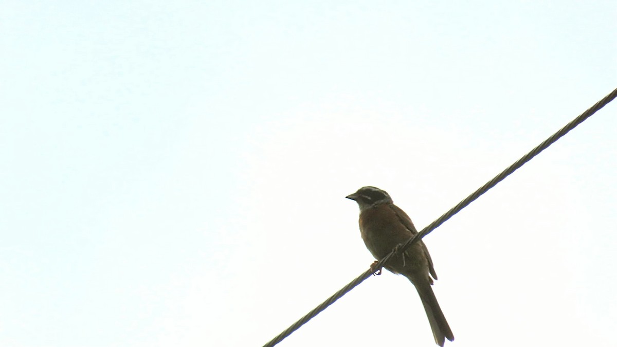 Meadow Bunting - ML621885452