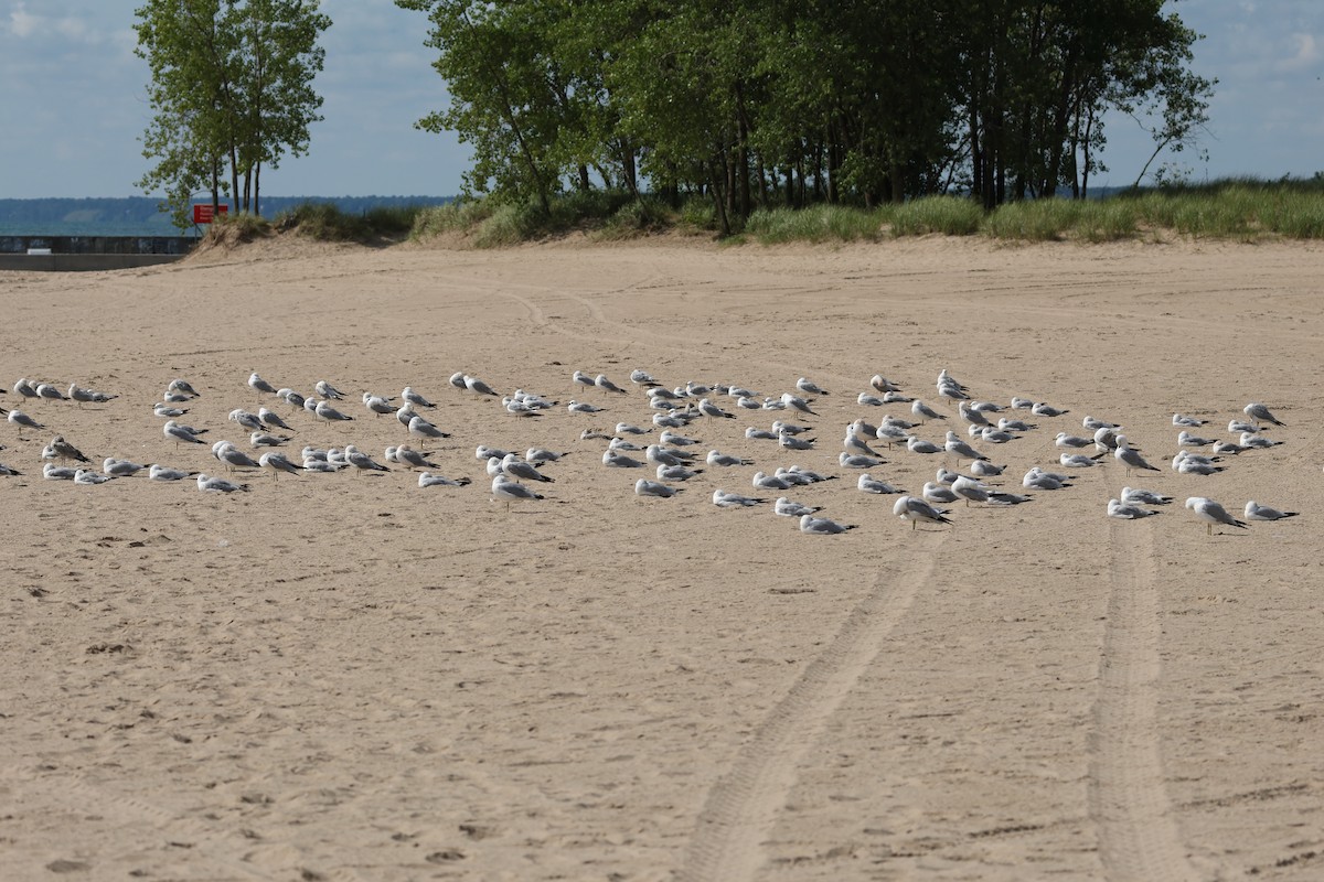 Ring-billed Gull - ML621885453