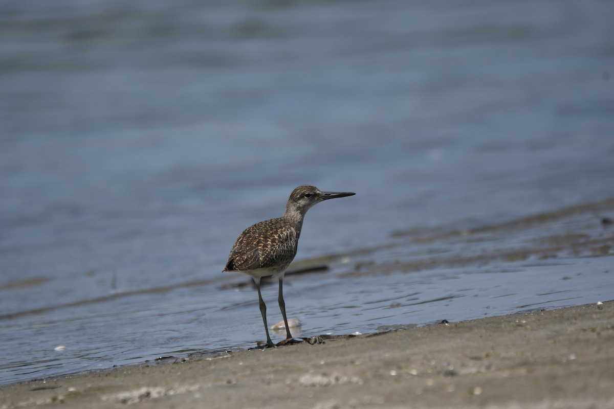 Willet - ML621885454