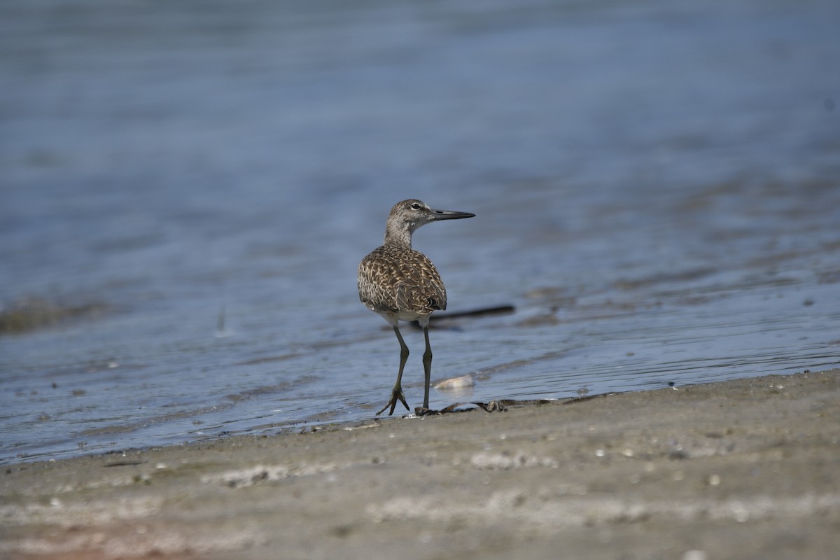 Willet - ML621885455