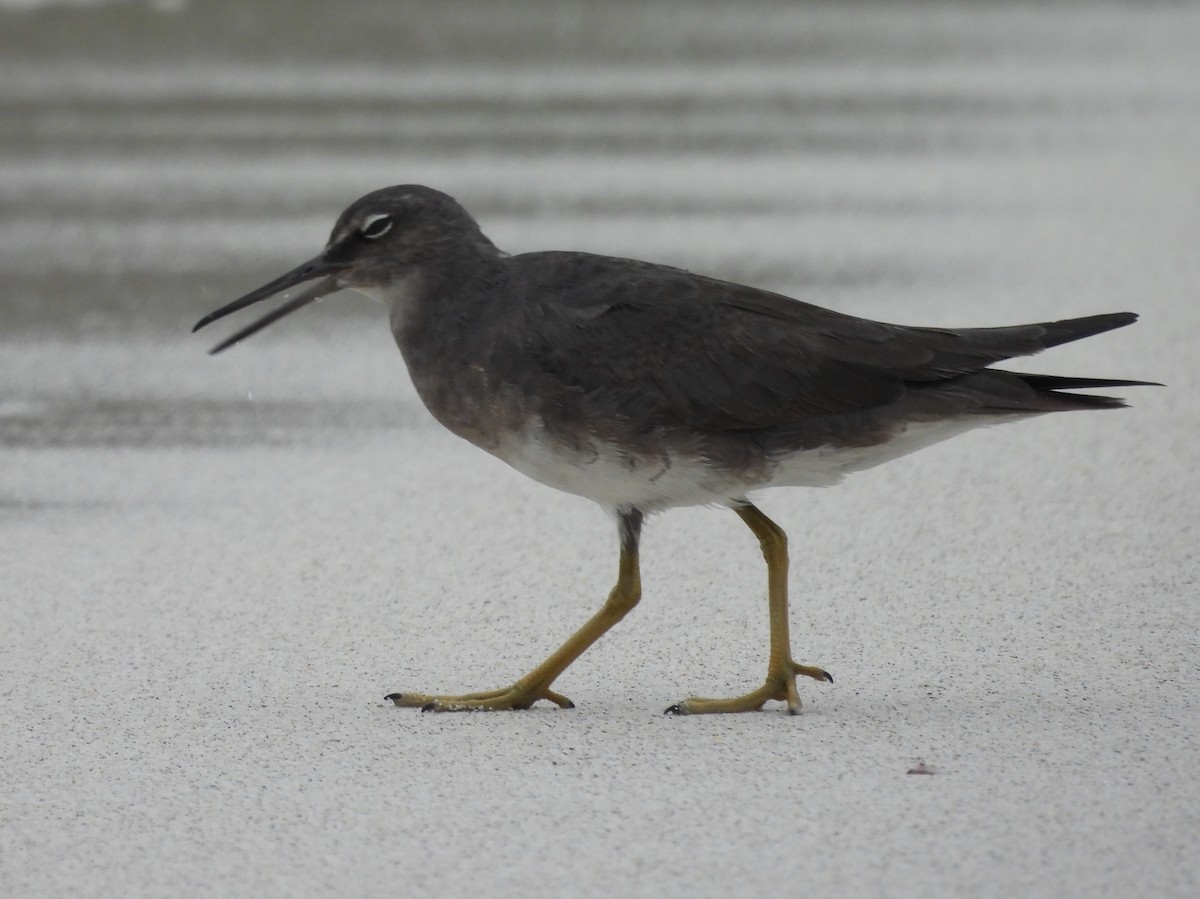 Wandering Tattler - ML621885458