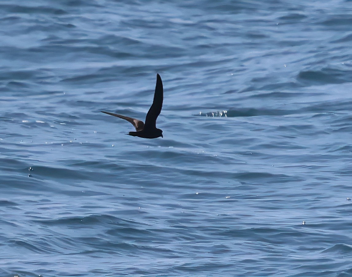 Black Storm-Petrel - Sally Veach