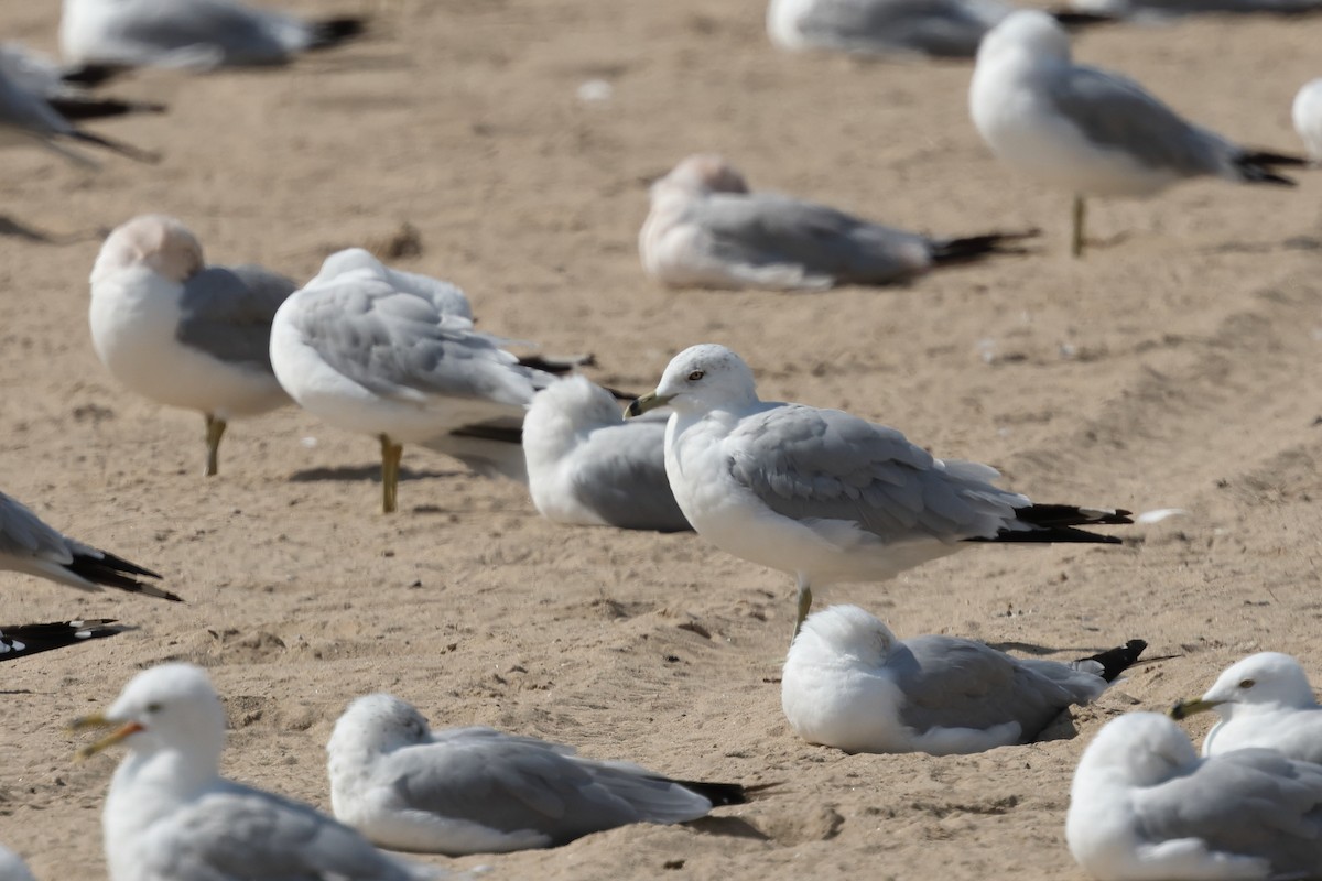 Ring-billed Gull - ML621885464