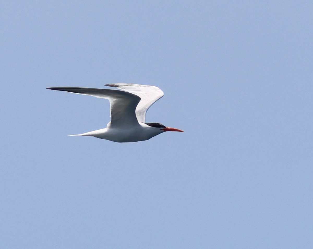 Elegant Tern - ML621885465