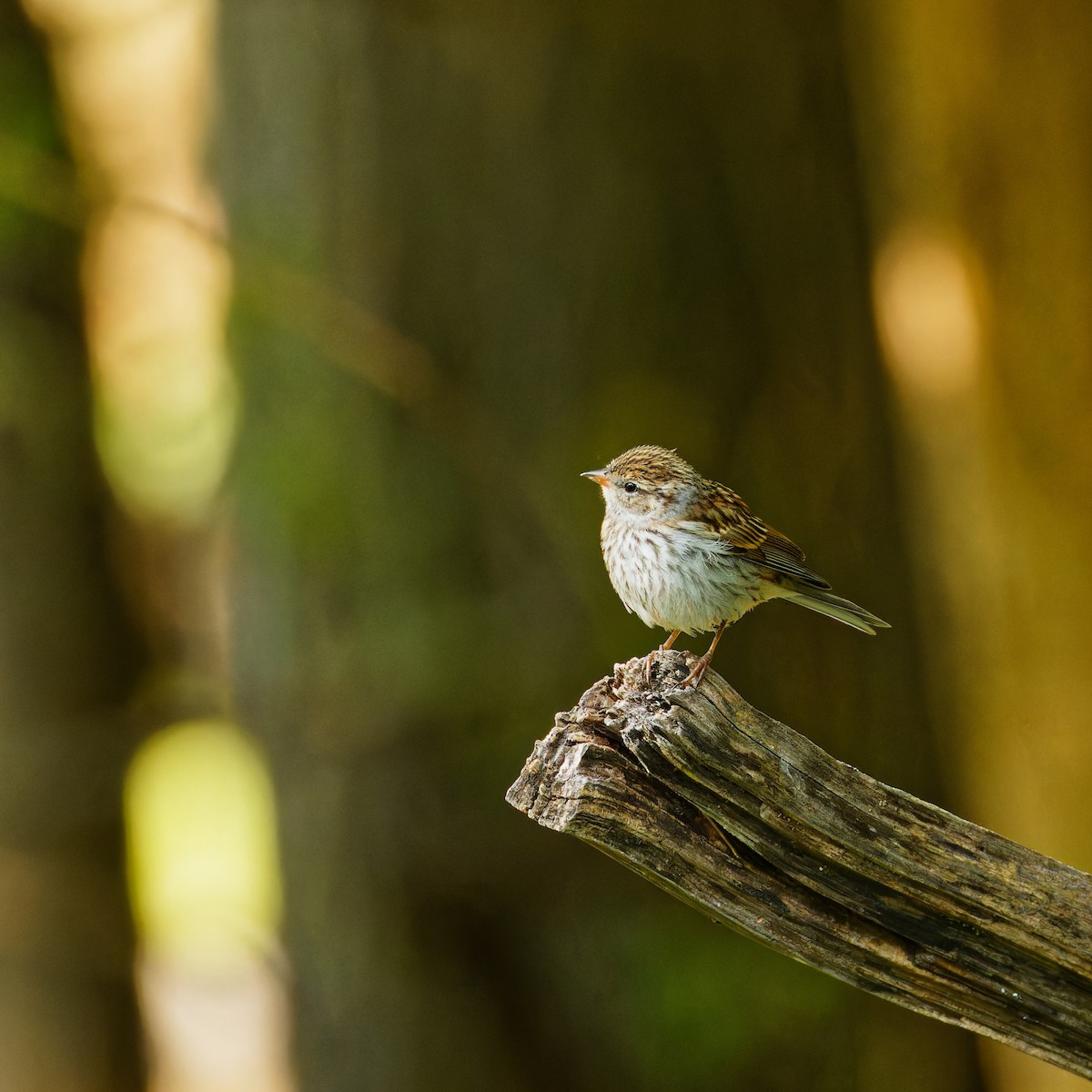 Chipping Sparrow - ML621885466