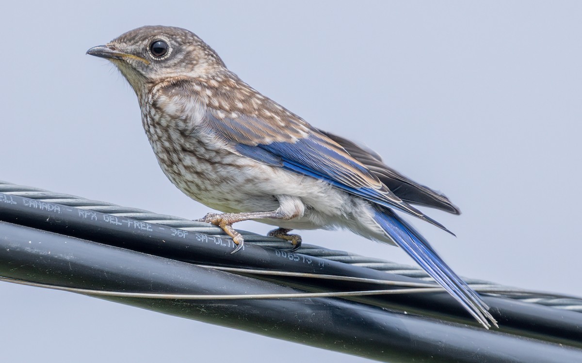 Eastern Bluebird - ML621885469