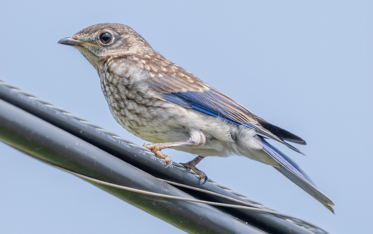 Eastern Bluebird - ML621885471