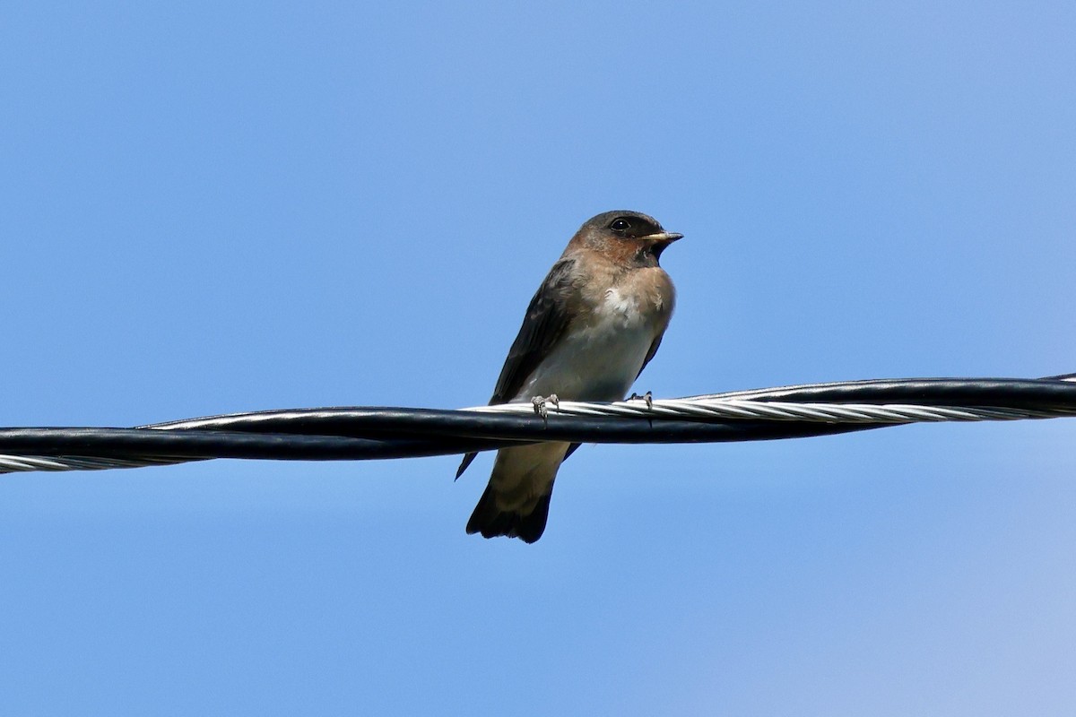 Cliff Swallow - ML621885472