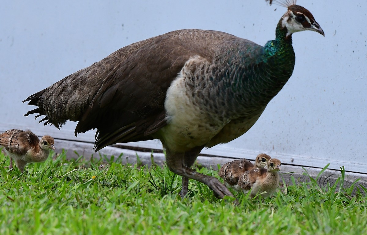 Indian Peafowl - ML621885477