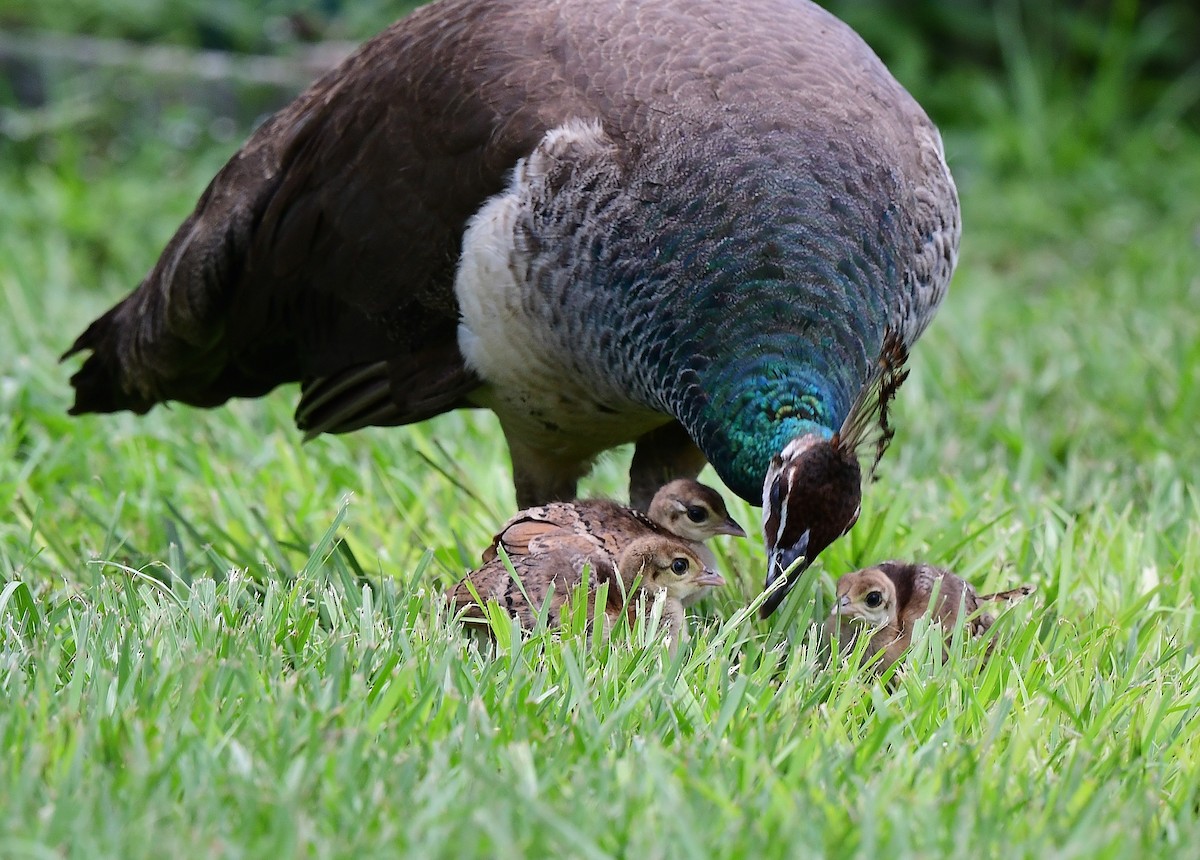 Indian Peafowl - ML621885478