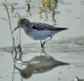 Western Sandpiper - ML621885479