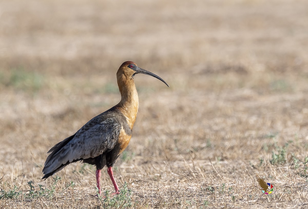 Ibis à face noire - ML621885482