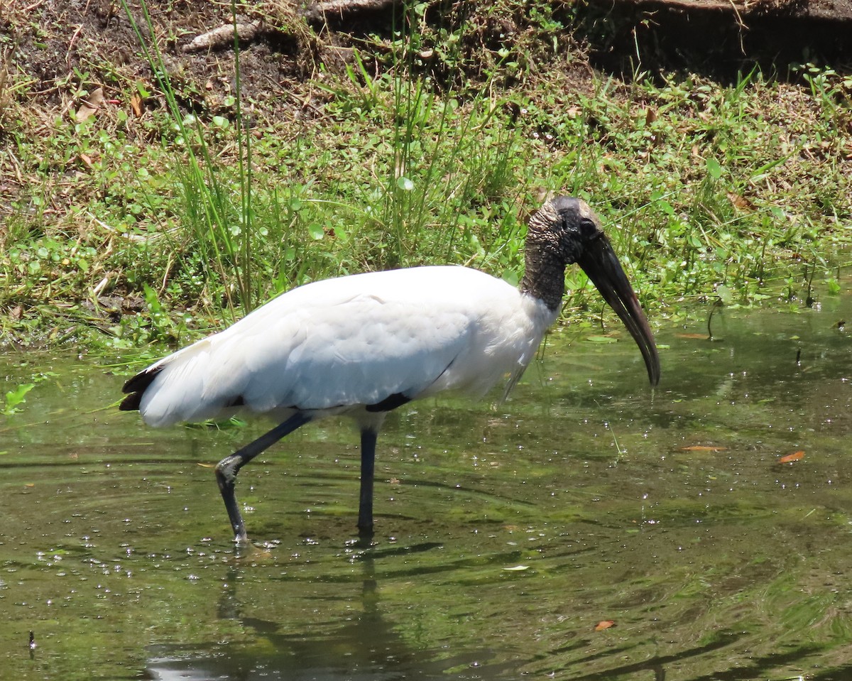 Wood Stork - ML621885483