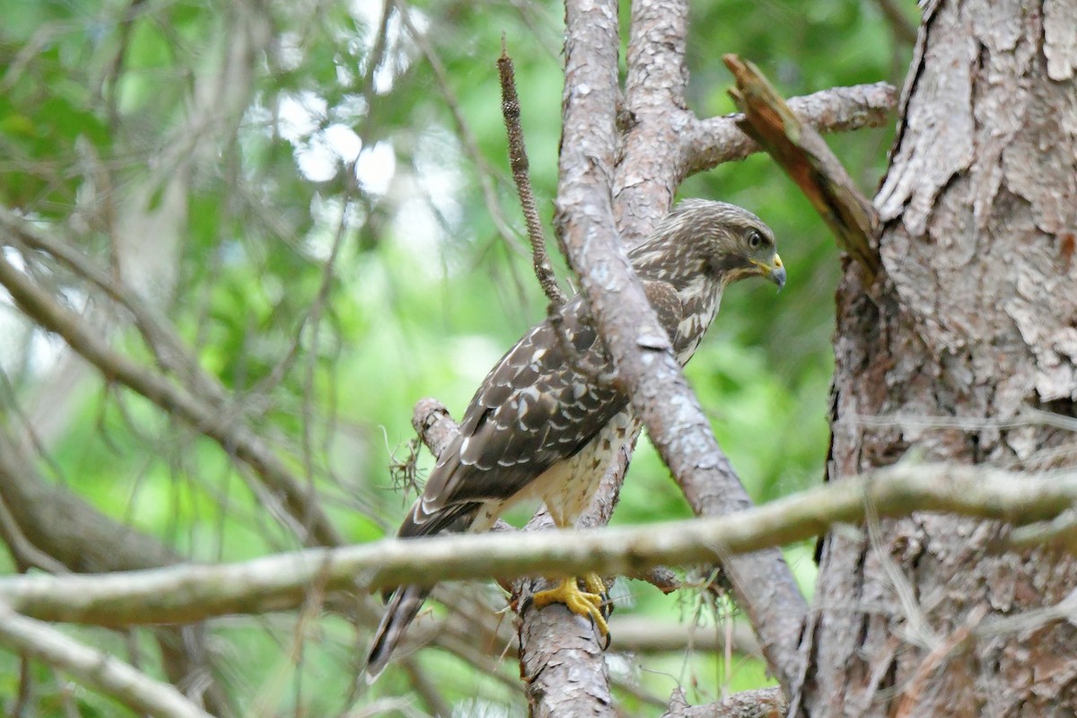 Red-shouldered Hawk - JoAnna Clayton