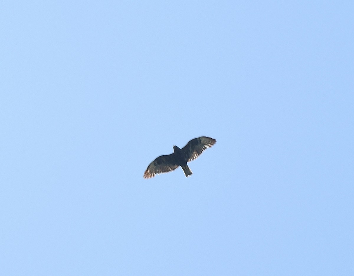 Short-tailed Hawk - JoAnna Clayton