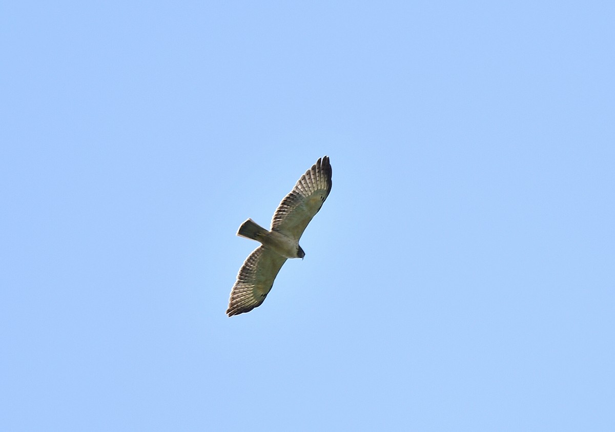 Short-tailed Hawk - ML621885504