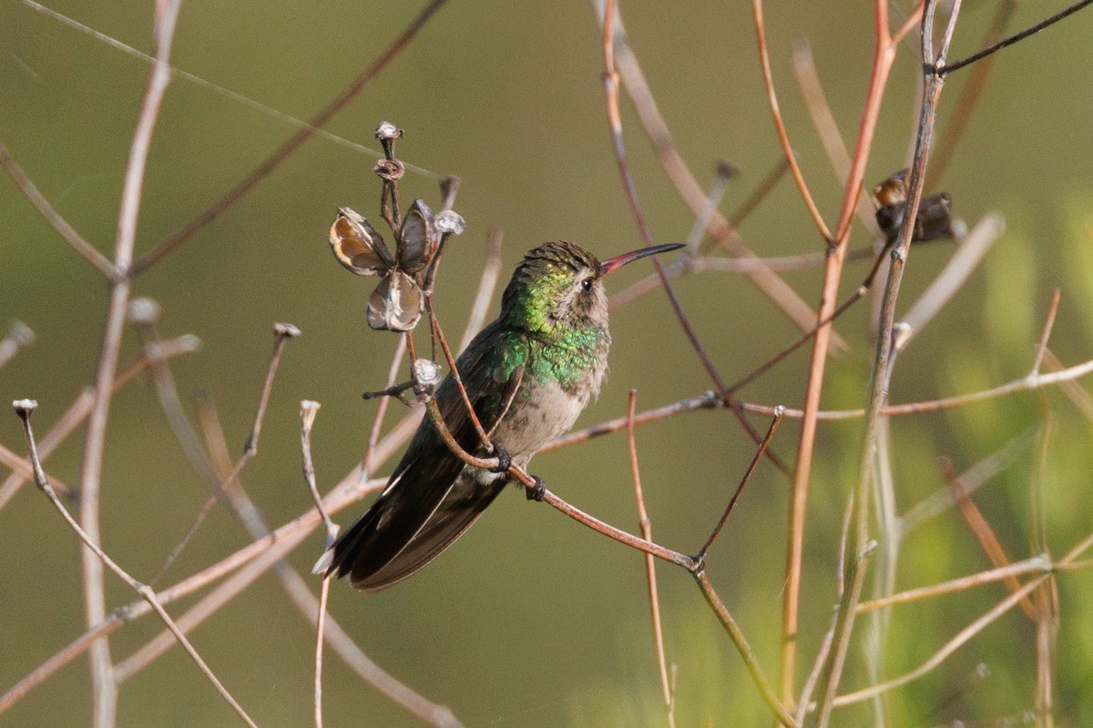 Colibrí Piquiancho Común - ML621885506