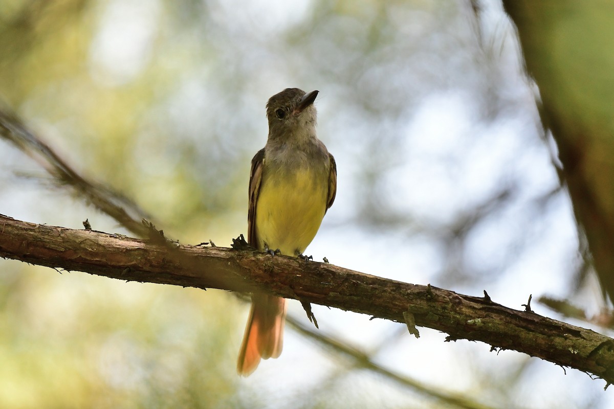 Great Crested Flycatcher - ML621885510