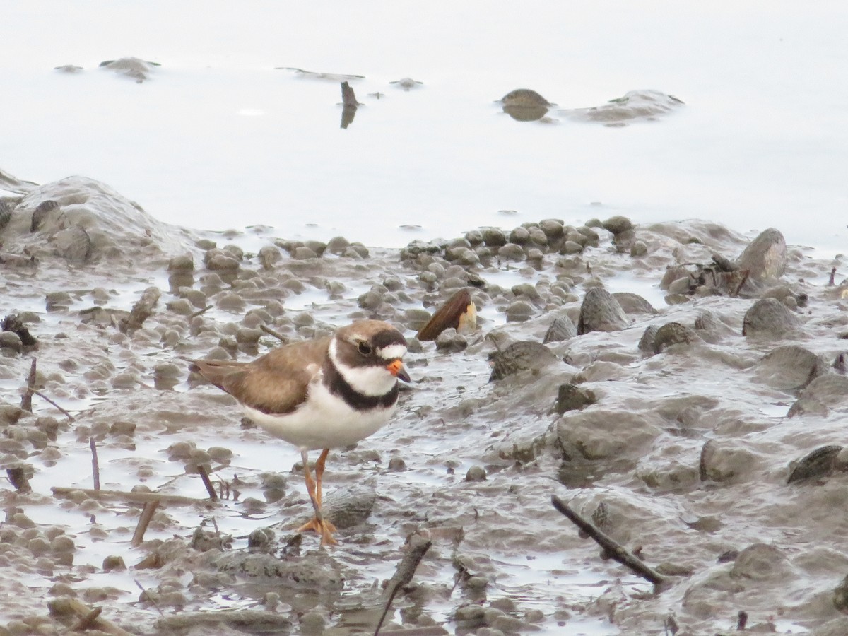 Semipalmated Plover - ML621885511