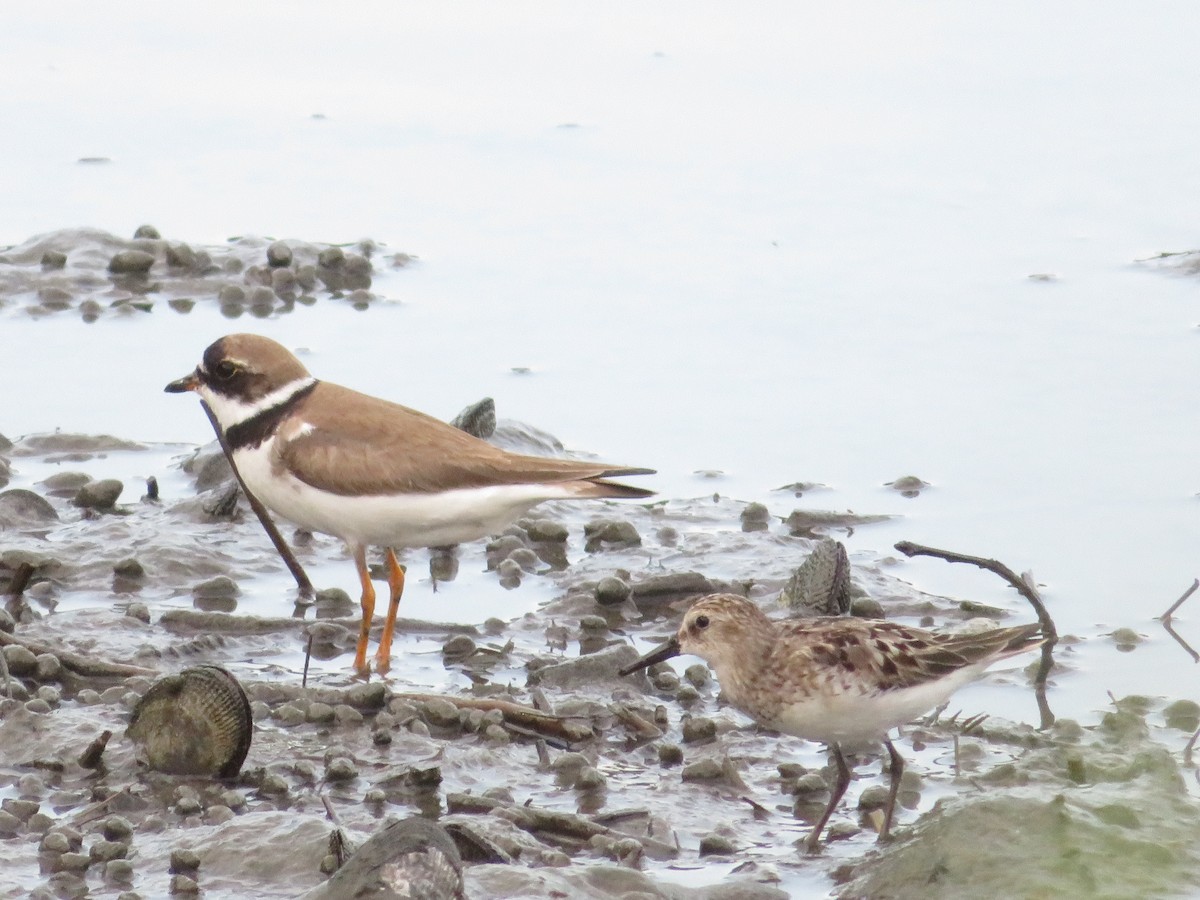 Semipalmated Plover - ML621885512