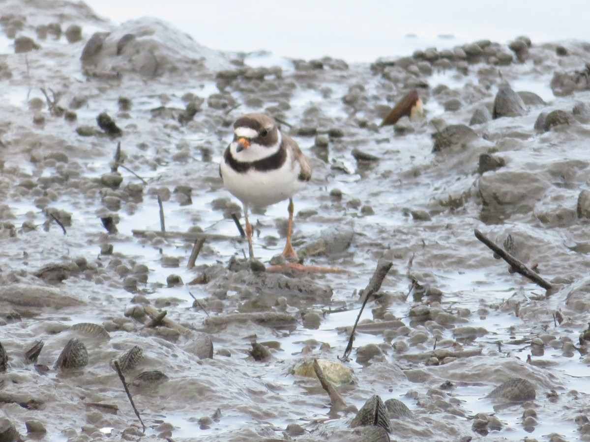 Semipalmated Plover - ML621885513