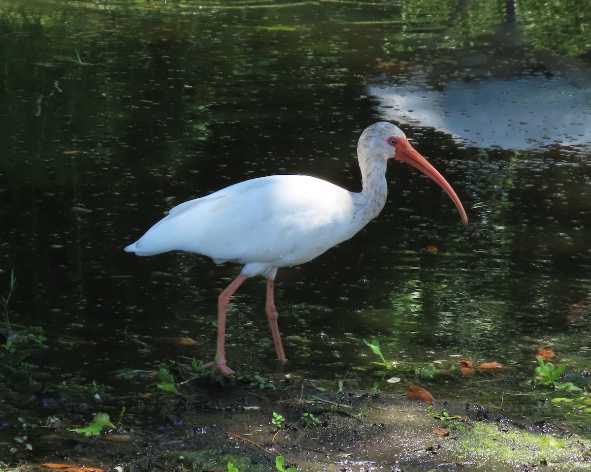 White Ibis - Laurie Witkin