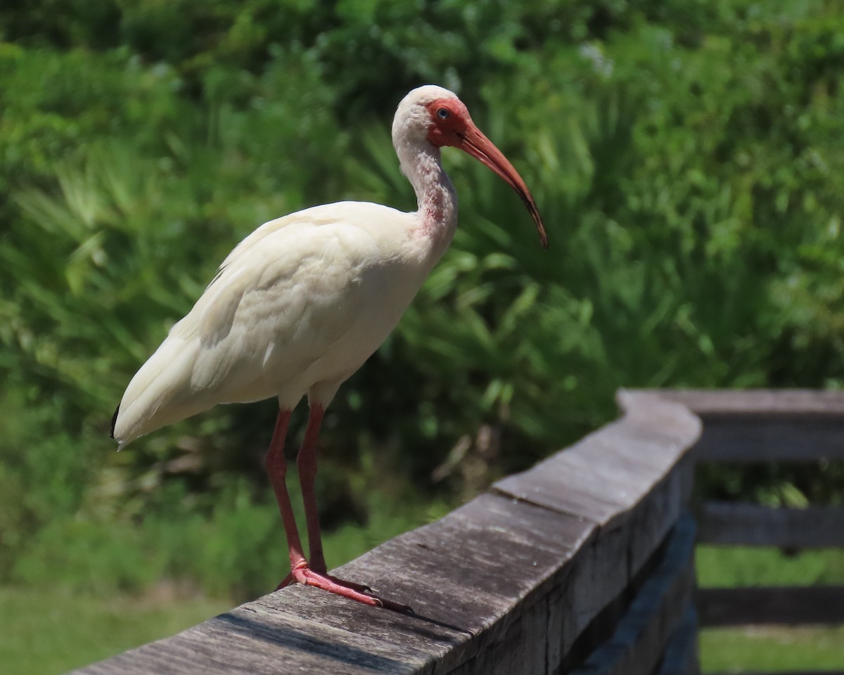 White Ibis - ML621885515