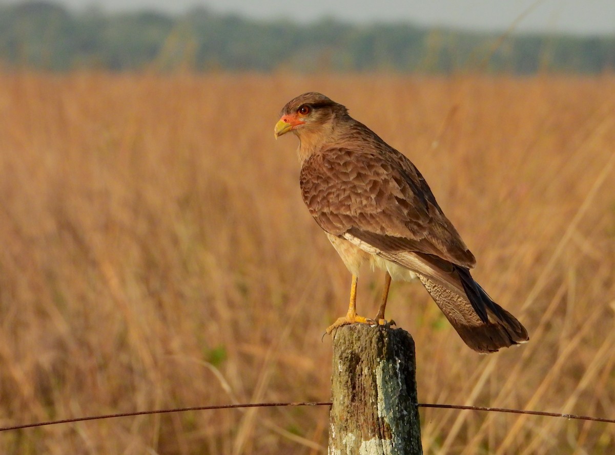 Yellow-headed Caracara - ML621885516