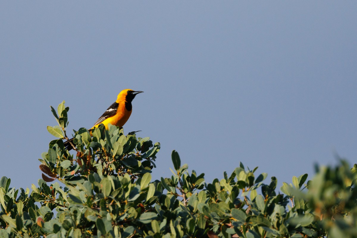 Hooded Oriole - ML621885517