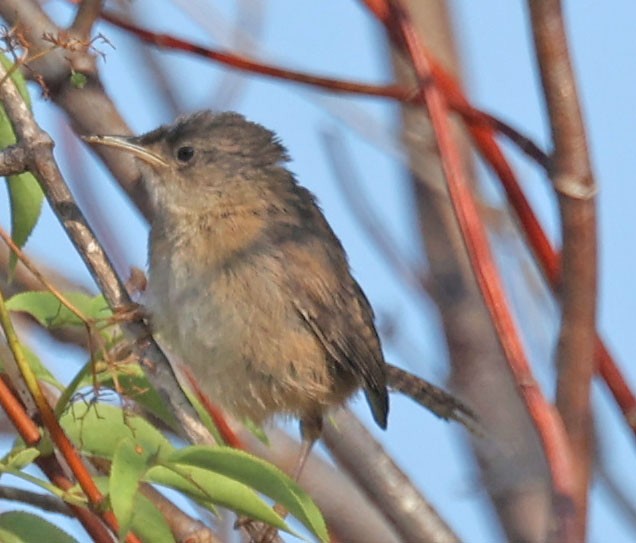 House Wren - ML621885520