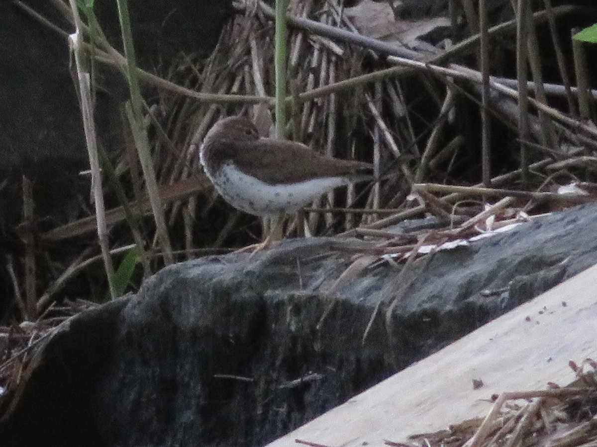 Spotted Sandpiper - ML621885527