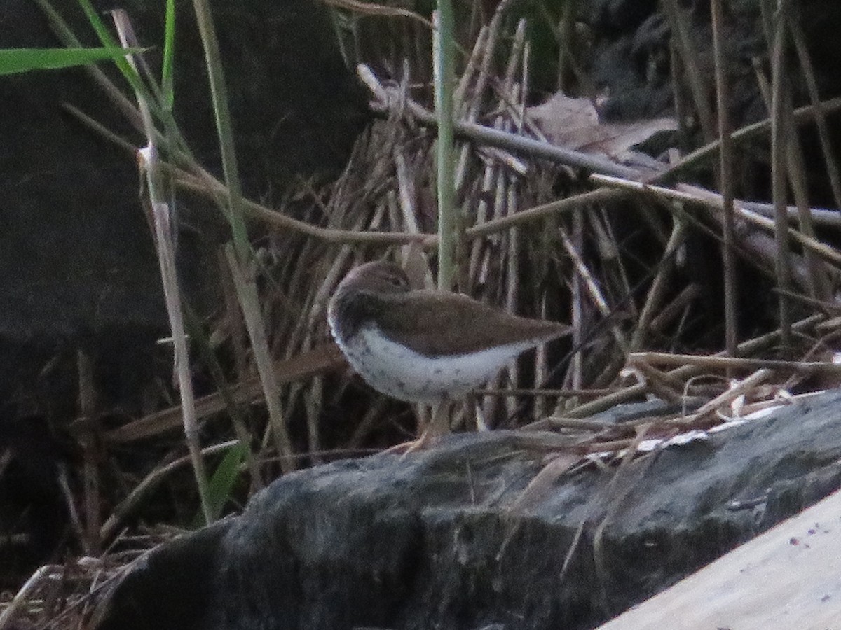 Spotted Sandpiper - ML621885528