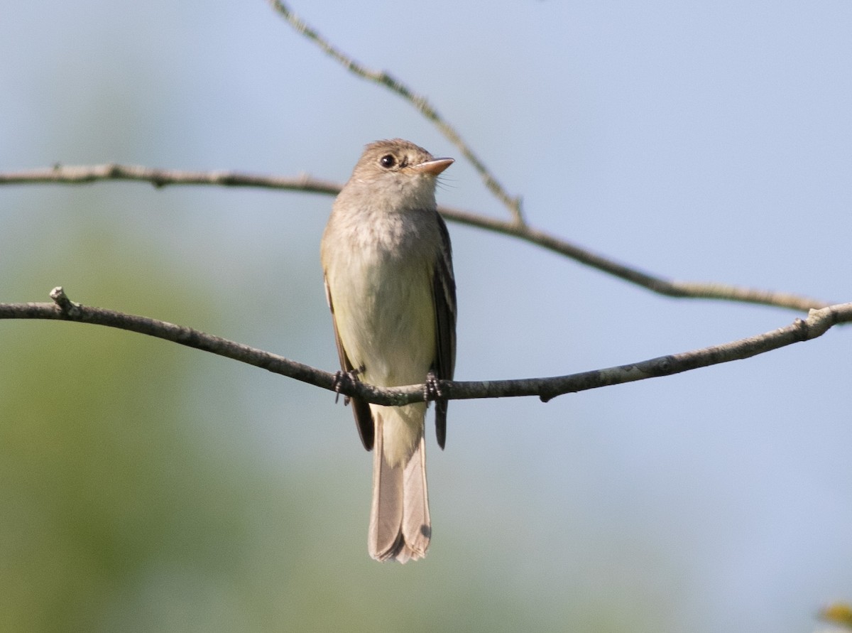 Willow Flycatcher - ML621885529