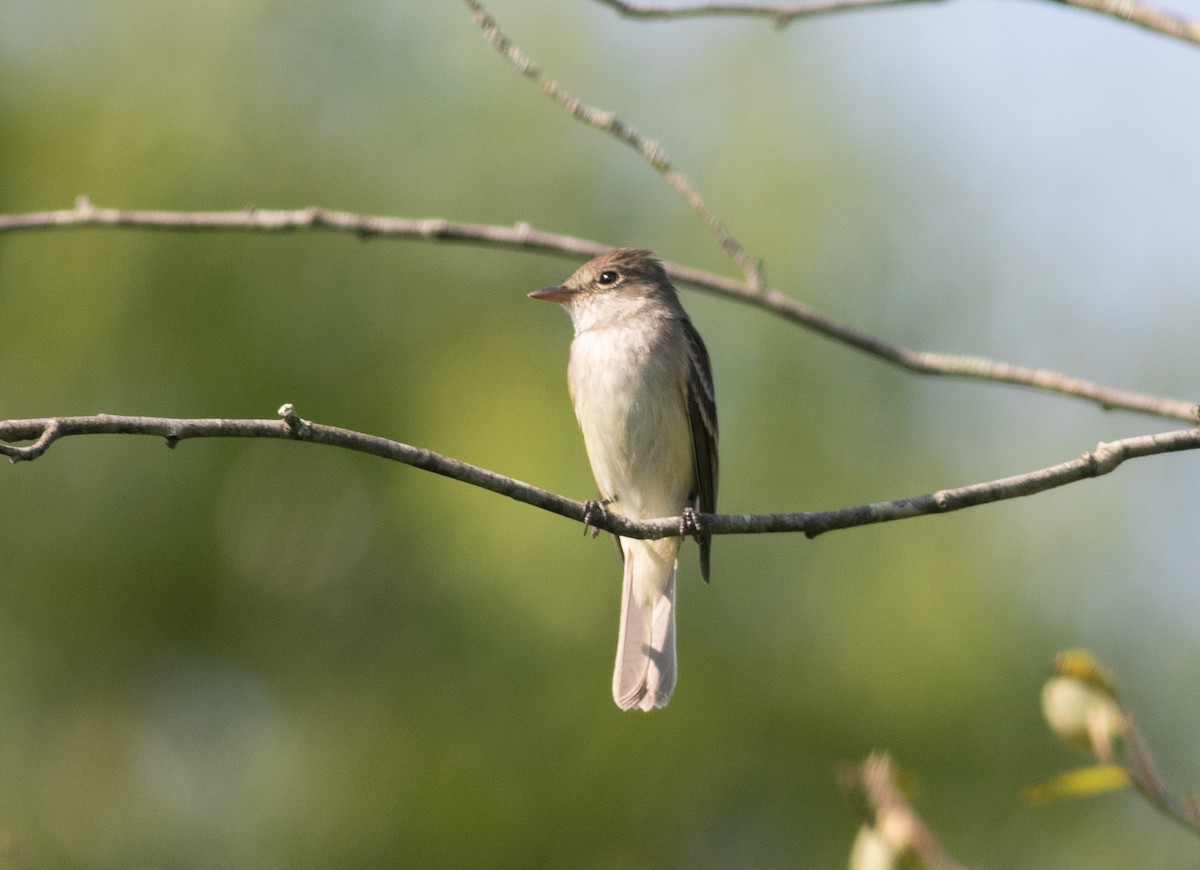 Willow Flycatcher - ML621885530