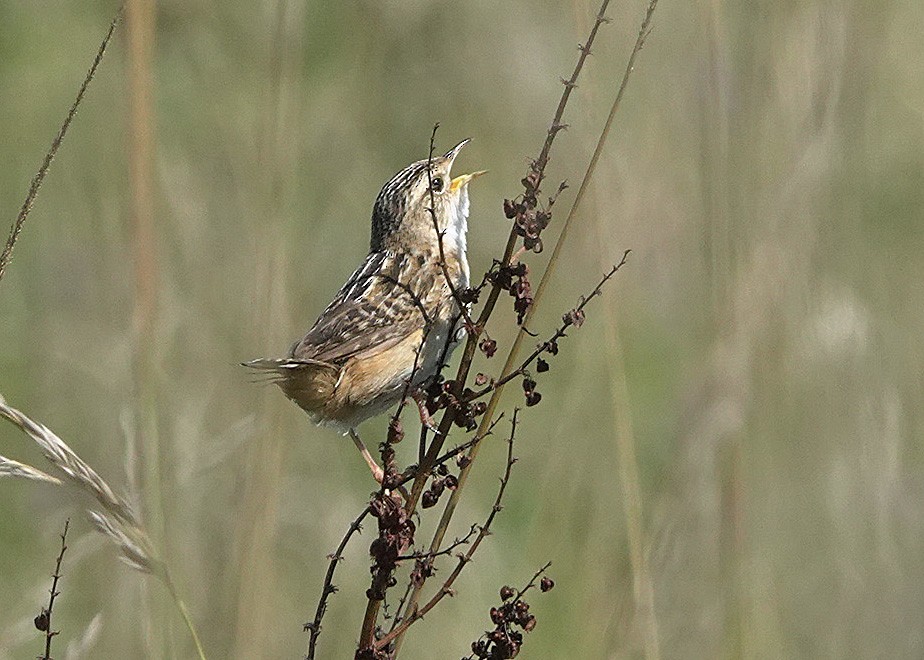 Sedge Wren - ML621885531