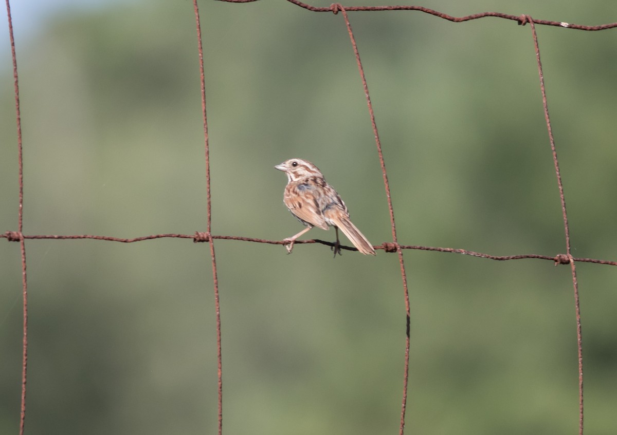 Song Sparrow - ML621885534