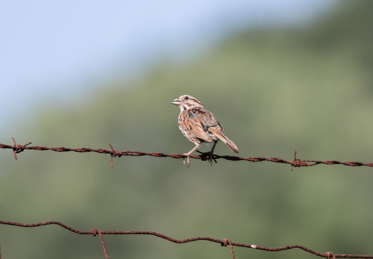 Song Sparrow - ML621885535