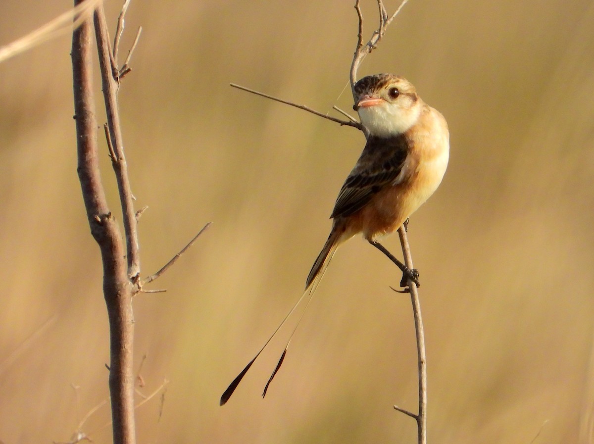 Strange-tailed Tyrant - ML621885537