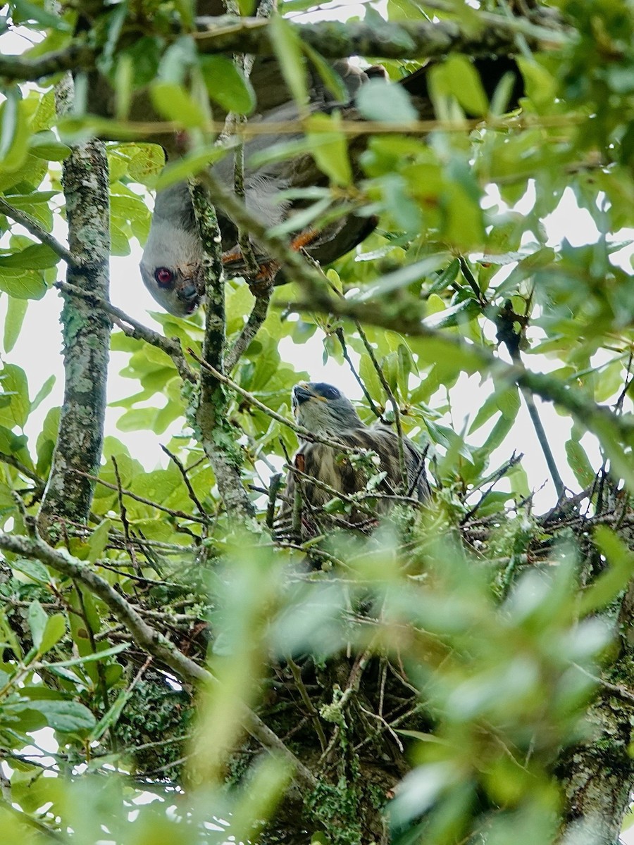 Mississippi Kite - ML621885542