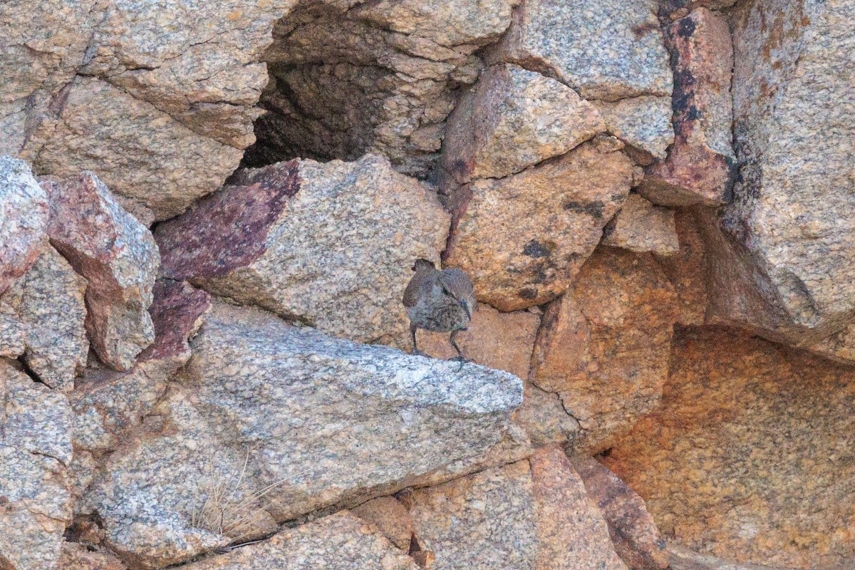 Rock Wren - ML621885545