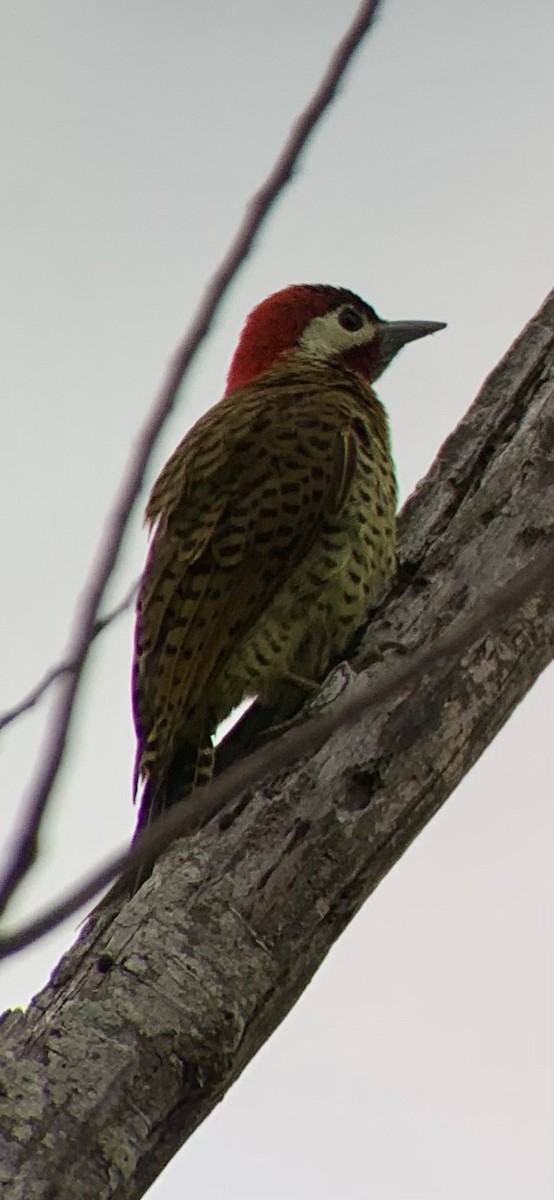 Spot-breasted Woodpecker - ML621885546