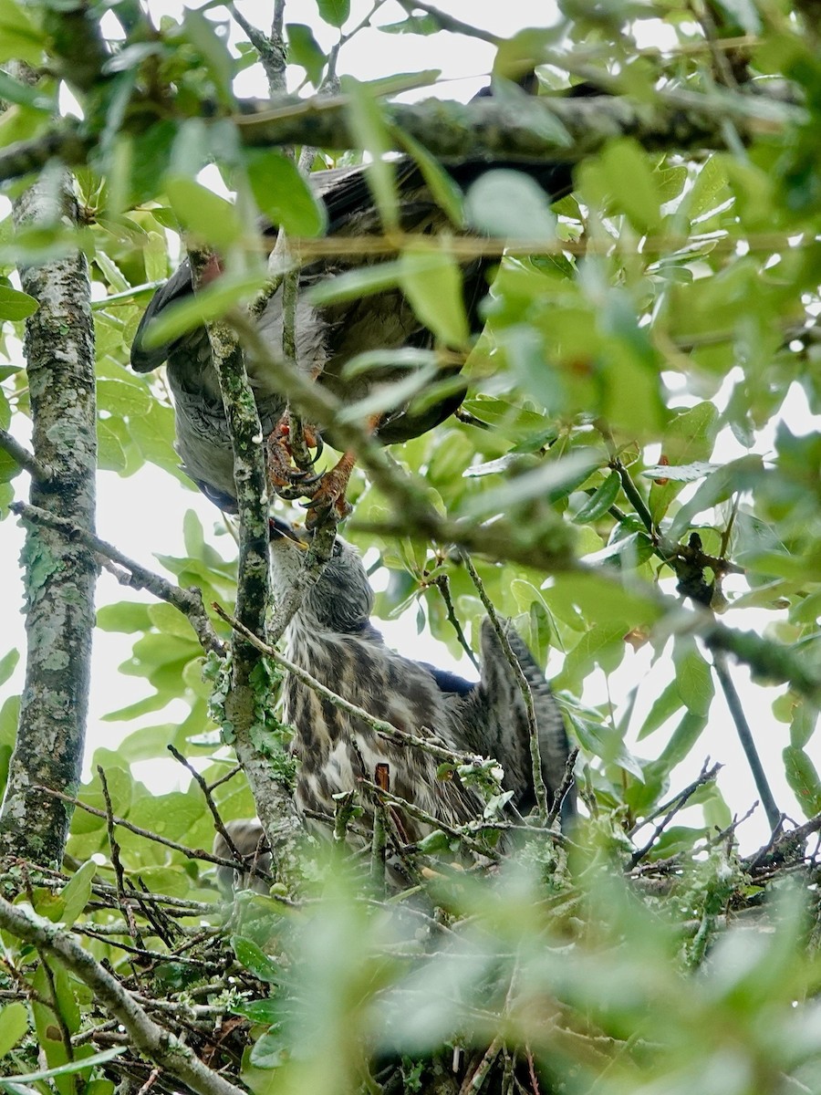 Mississippi Kite - ML621885548