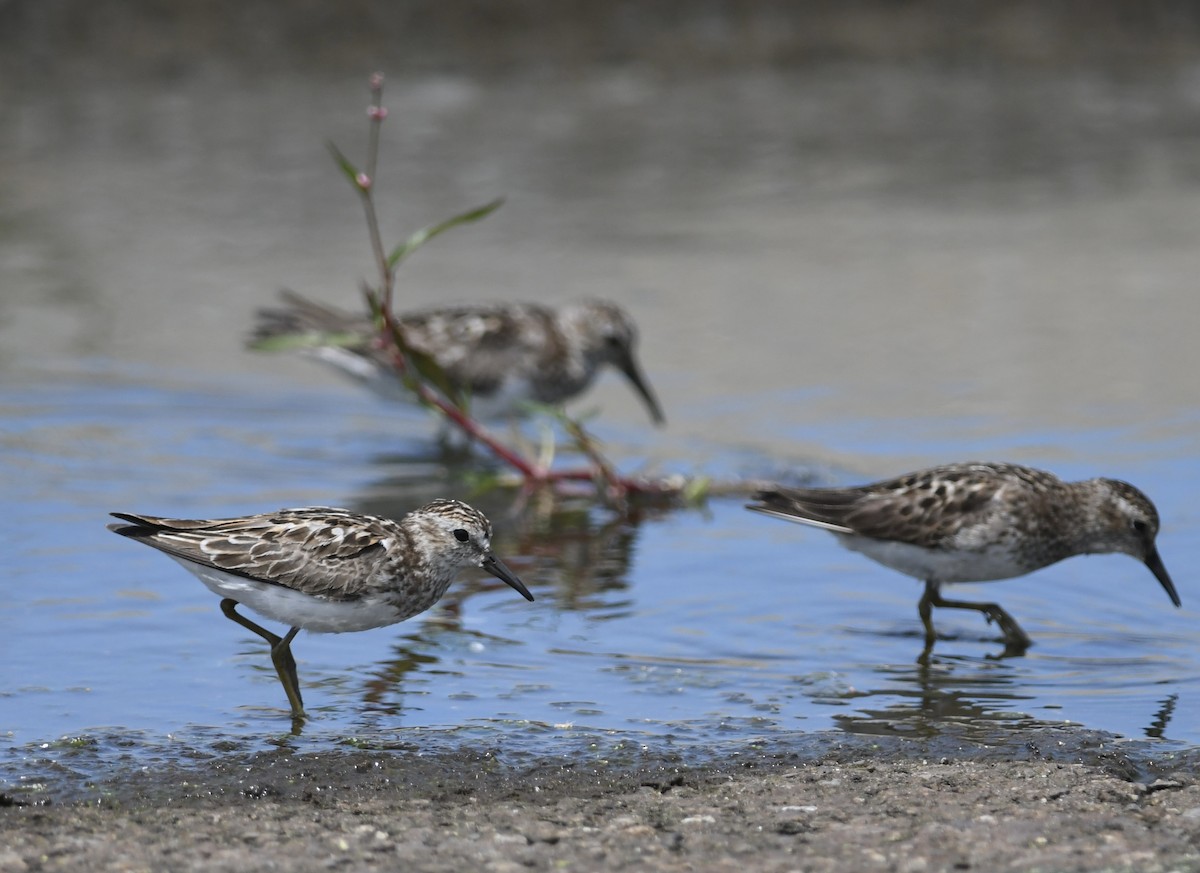 Least Sandpiper - ML621885550