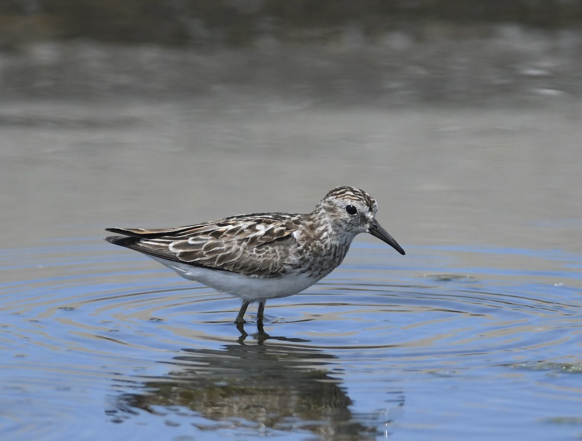 Wiesenstrandläufer - ML621885551