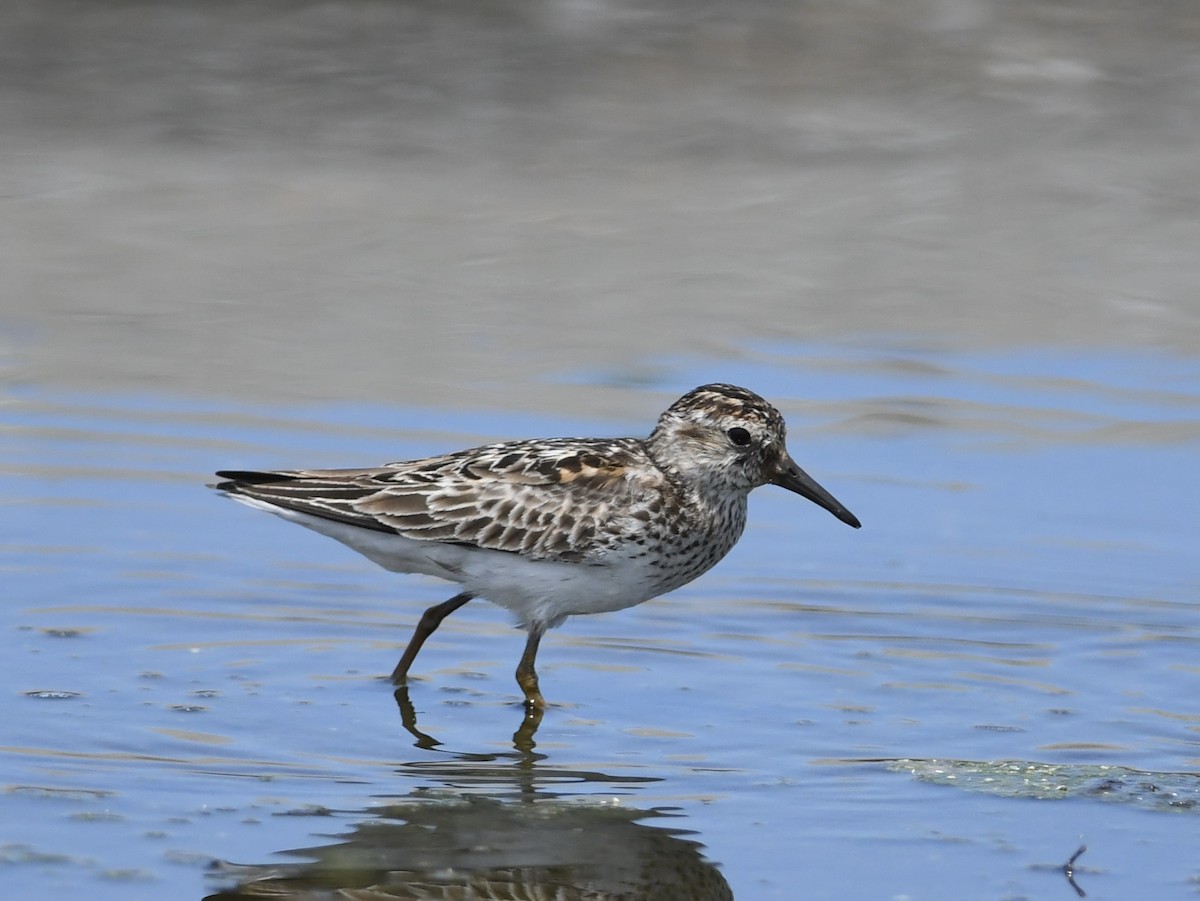 Least Sandpiper - ML621885552