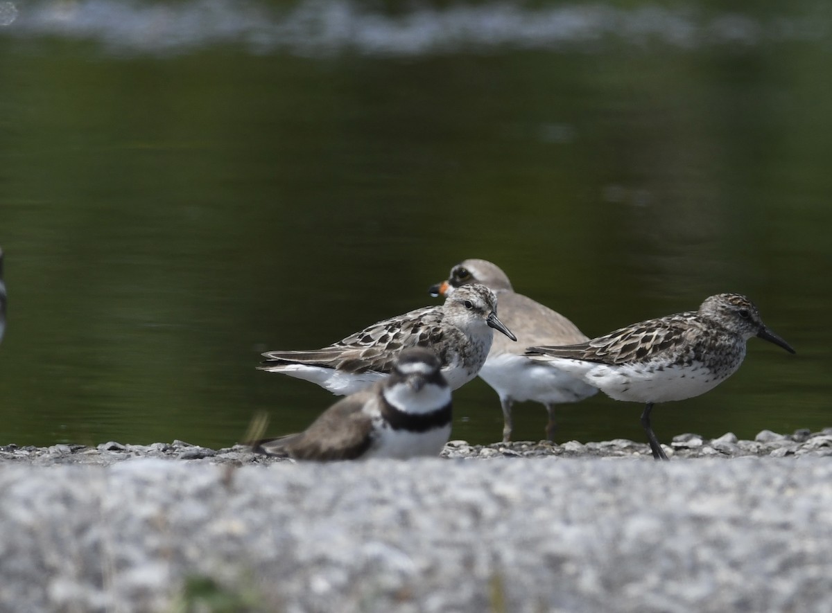 Semipalmated Sandpiper - ML621885554